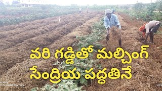 నేచురల్ మల్చింగ్ వరి గడ్డితో వేయడం || ఆర్గానిక్ ఫార్మింగ్ || సేంద్రియ వ్యవసాయం పద్దతిలో సాగు..