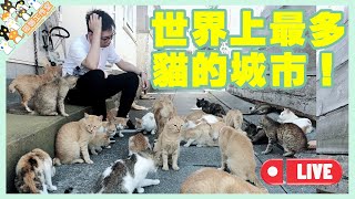 【孤貓工作室】直播－世界上最多貓咪的城市！