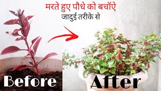 How to Propagate Garden hedge Plant | Red leave hedge Plant | Alternanthera Plant || Oxygen