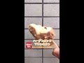 【最新アイス完食動画】あさって2020 9 15 火 新発売！ハーゲンダッツ バー マロンタルト【15秒動画】美味しいのかまずいのか！？くわしい感想は概要欄で