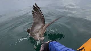 今日はアジだけ狙って、釣りまくる❣️　野生の海鳥と仲良くなりました。