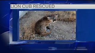 Mountain lion cub headed to rehab facility