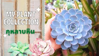 My Plant Collection beginner #succulent #กุหลาบหิน มือใหม่หัดเลี้ยง | Vlog