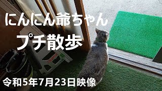 にんにんのプチ散歩。【ちょっぴり自由な元野良猫10匹と暮らす】