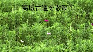 葛城古道：一言主神社から九品寺を散策