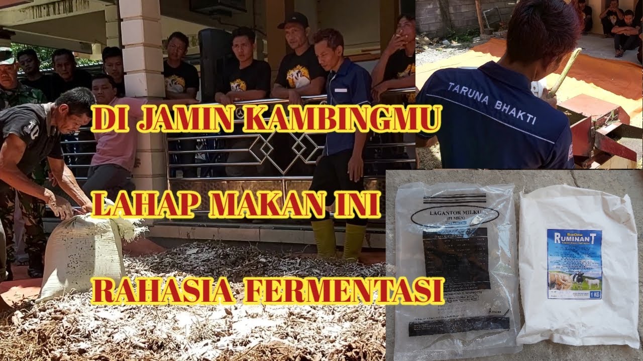 Proses Pembuatan Pakan Kambing Sistem Fermentasi - YouTube