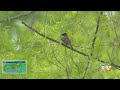 A Birdwatching Paradise At The Trinity River Audubon Center