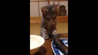 【かわいい動物シリーズ】焼き魚がどうしても食べたい猫