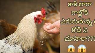 Viral Video: కాకి లాగా గాల్లోకి ఎగురుతున్న \