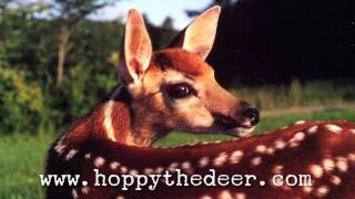 HOPPY THE DEER SLIDESHOW