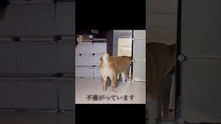 鏡にうつる自分の姿に戸惑う柴犬#柴犬 #shibainu