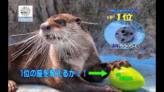 【カワウソ】不動の1位に勝てるかな？レンコンVSえだまめ（伊勢シーパラダイス／水族館）