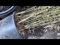 北方耐寒竹子分根 分享养护经验 分析尽量长粗长高的方法 hardy bamboo re potting phyllostachys