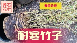 北方耐寒竹子分根 - 分享养护经验 - 分析尽量长粗长高的方法 - Hardy Bamboo Re-potting - Phyllostachys