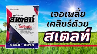 สเตลท์ (ไพมีโทซีน)