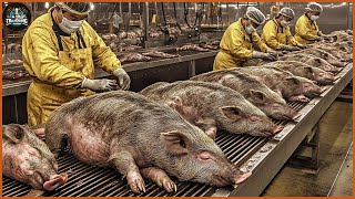 How Do American Farmers Make Billions Of Dollars From Wild Boars | Farming Documentary