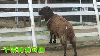 【千葉市動物公園】ヒツジ