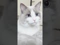 名前を呼ぶと返事をする猫シリーズ9