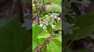 今日の紫陽花とアナベル