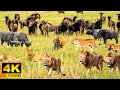 4K African Wildlife: Arusha National Park - Real Sounds of Africa - 4K Video Ultra HD