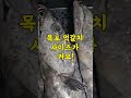 2 24일 목포 먹갈치 엄청 싱싱합니다 5미특대갈치 크고 싱싱합니다