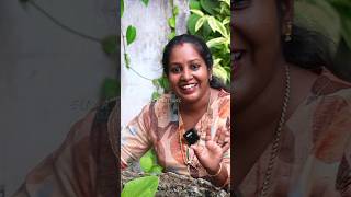 കോഴിയെ തിന്ന ഗപ്പികൾ | Guppies eat chicken | Eliza Creations #shorts