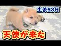 【豆柴】初対面、元気MAX！大暴走！【子犬】【多頭飼い】