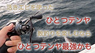 活きエビを使ったひとつテンヤ！真鯛の数釣りならひとつテンヤが最強かも？