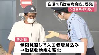 入国制限の緩和受け…中部空港で動植物の検疫制度についての啓発活動 入国者の増加見込まれ検疫を強化 (2022/07/08 11:54)