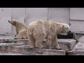 ホースの取り合いヒートアップ？！のマルルとポロロ（20130907 円山動物園）