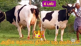 அதிக கறவை திறன் 4பல் top quality HF கிடாரி