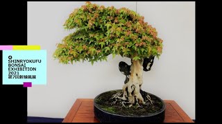 ❹ 7th SHINRYOKUFU TEN Spring Bonsai Exhibition ・第7回新緑風展