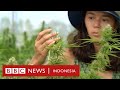 Legalisasi Ganja Thailand: 'Ini adalah kemenangan besar bagi para pemadat' - BBC News Indonesia