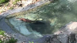 River Otter Spotter