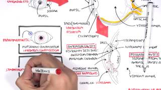 Anatomy - Eye Overview