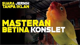 masteran Lovebird Konslet Betina