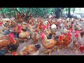 How To Raise Clean Chickens By Herbs ?