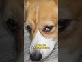 姨姨们！你们是不是在背后蛐蛐我呀！ shorts dog pets funny corgi 搞笑 cute cutedog puppy doglife 狗狗