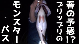 バス釣り　春の予感？モンスターバスが釣れた！（ＨＩＴシーンなし）