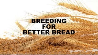 Breeding for Better Bread