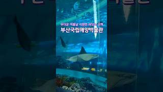 실내에서 시원한 바다 즐기기! 부산국립해양박물관 (A cool underwater walk, Busan National Maritime Museum)_Busan/Yeongdo