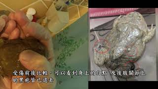 【輕鬆工作家】【水族篇】20190906 小丑蛙癒合