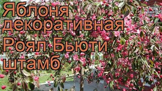 Яблоня декоративная Роял Бьюти штамб (malus) 🌿 обзор: как сажать, саженцы яблони Роял Бьюти штамб