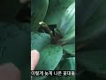 shorts 호접란 1년내내 꽃피우게 꽃대자르기 방법 너에게만착해