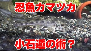 砂に隠れるカマツカの楽しい習性！