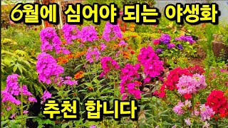 #핫파파야 다양한 #에키네시아 #후록스# 엔들러스 썸머 수국 #화분에서 풍성하게 키우기