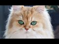 Top 10 expensive cats in the world 🌎🌎!