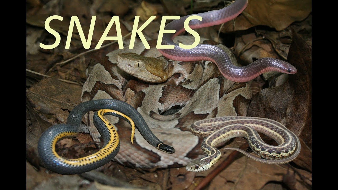 Finding LOTS Of SNAKES In A FOREST! - [Herping 2019] - YouTube