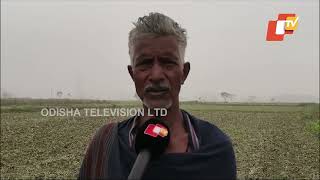 Fog Devastates Rabi Crops, Adding to Farmers' Woes in Ganjam’s Aska