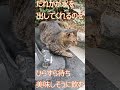 【qol南大阪保護猫シェルター】公園の水飲み場で人間が水を出してくれるのを待つ猫